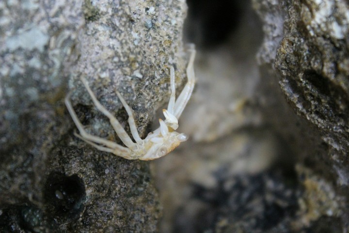 Kepiting
