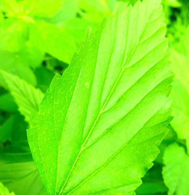 green palm