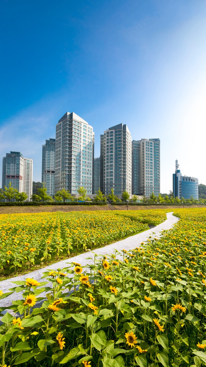 Flower Field and the City
