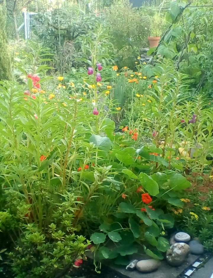 little garden