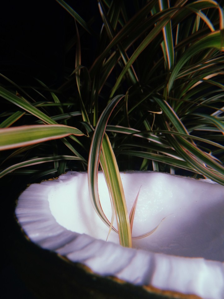 Coconut
