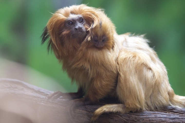 monkey