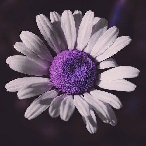 tapety violet, flower