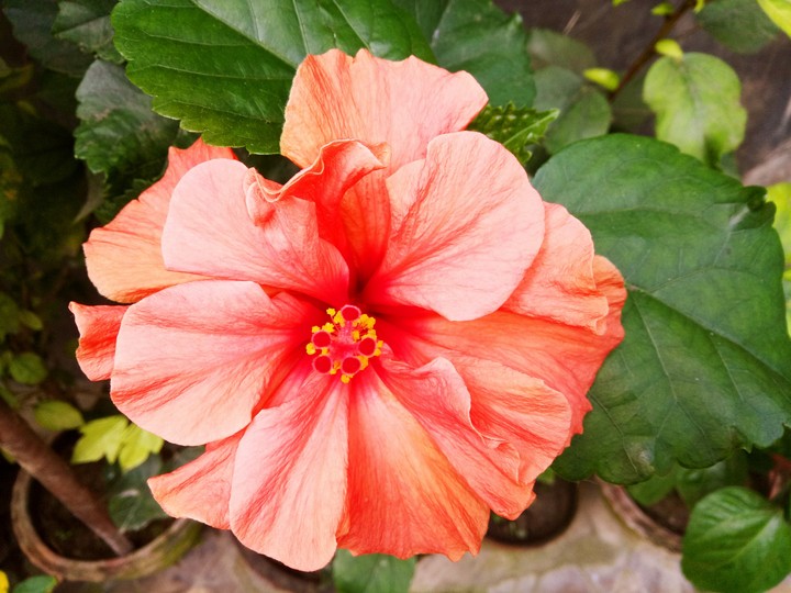 hibiscus