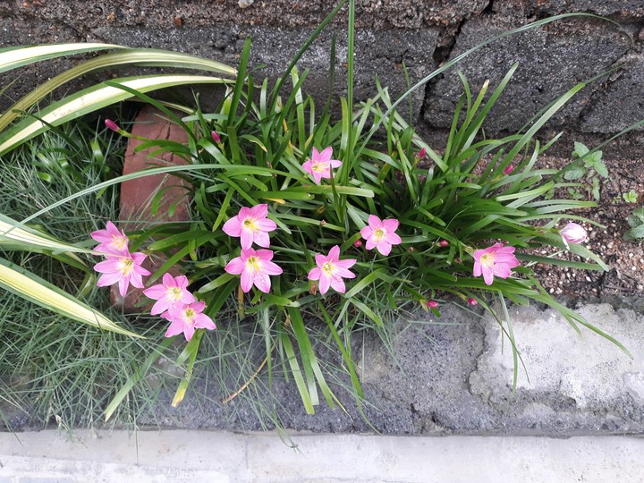 pink