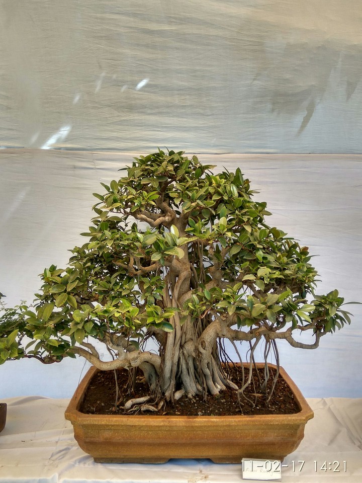 Bonsai tree