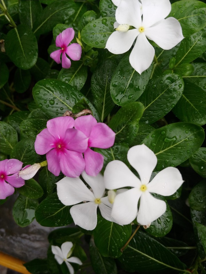 Lovelyflower