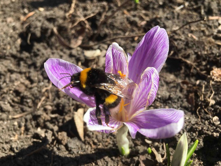 bumblebee