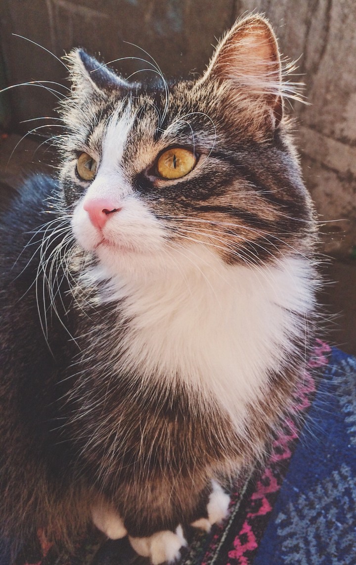 cat