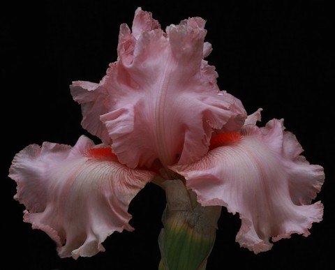 tapety flower, petal