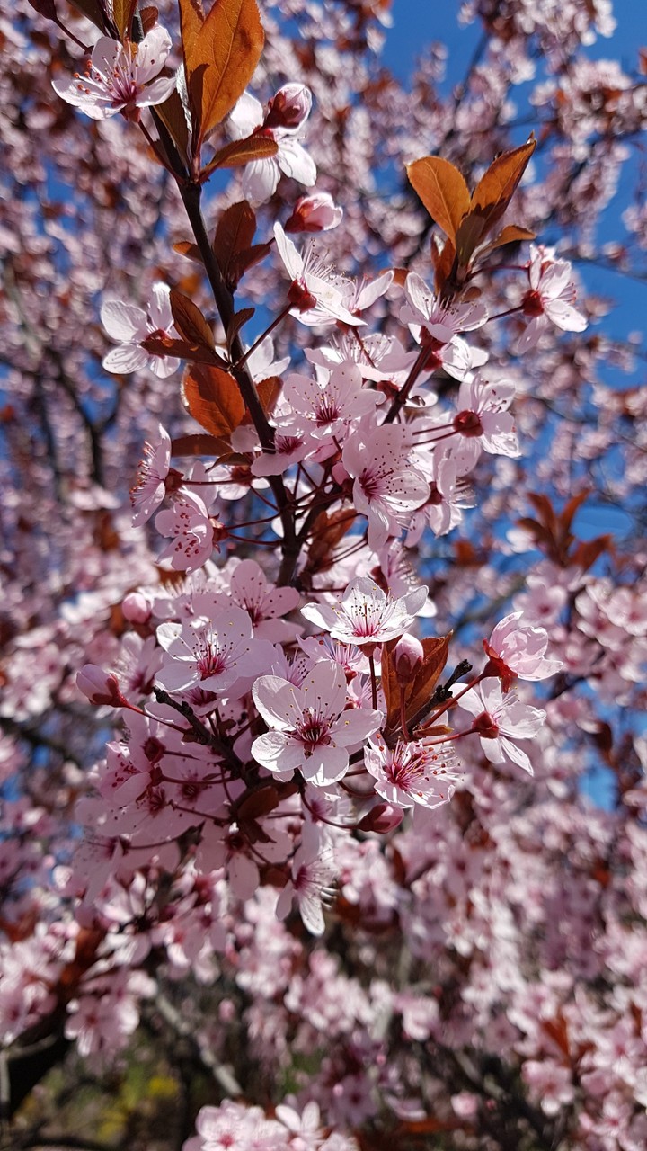 Blossom is everywhere