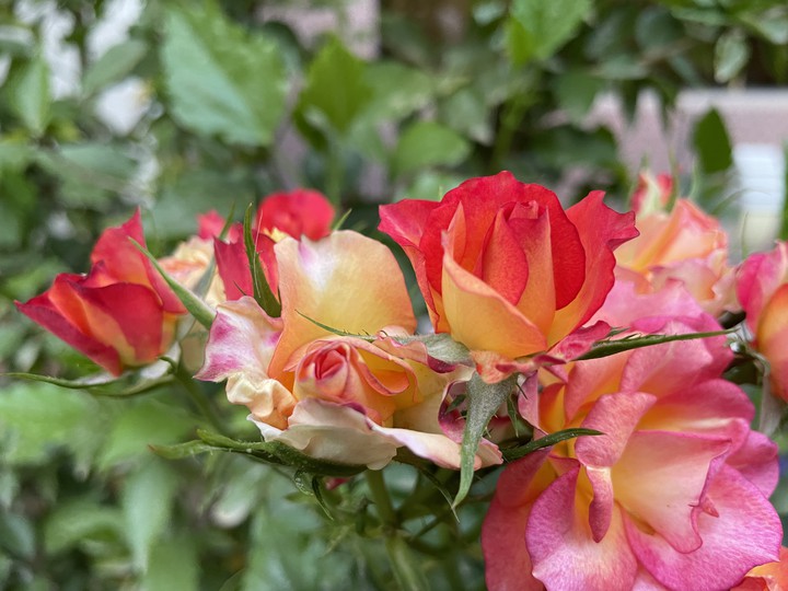 flower