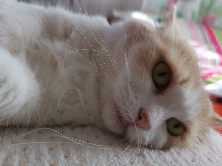 my cat