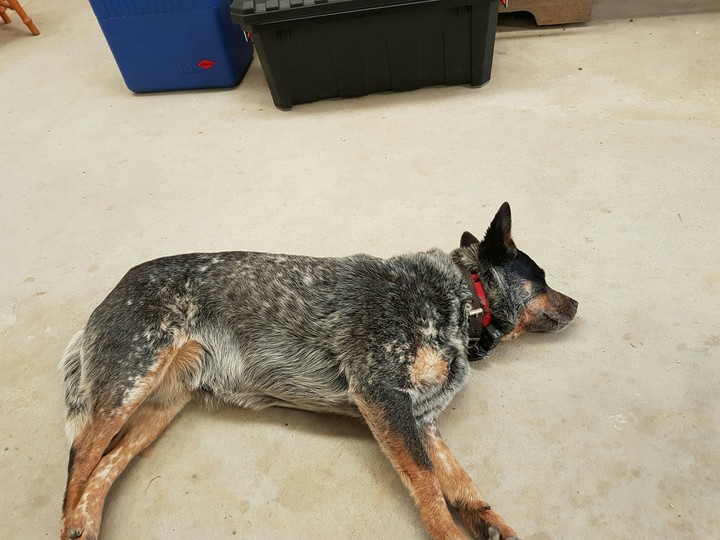 dogy
