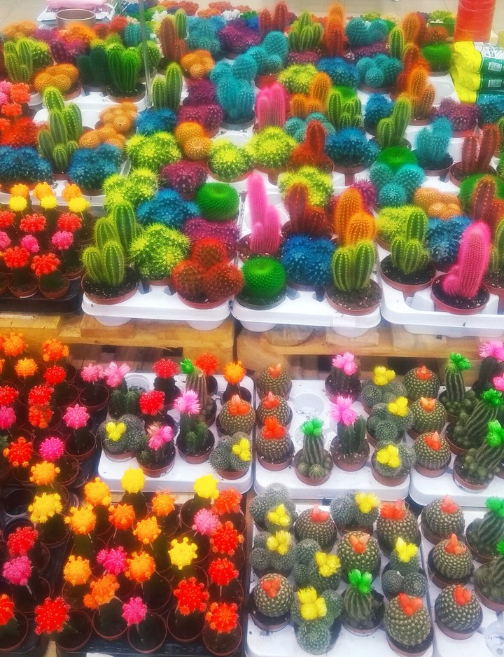 кактусы