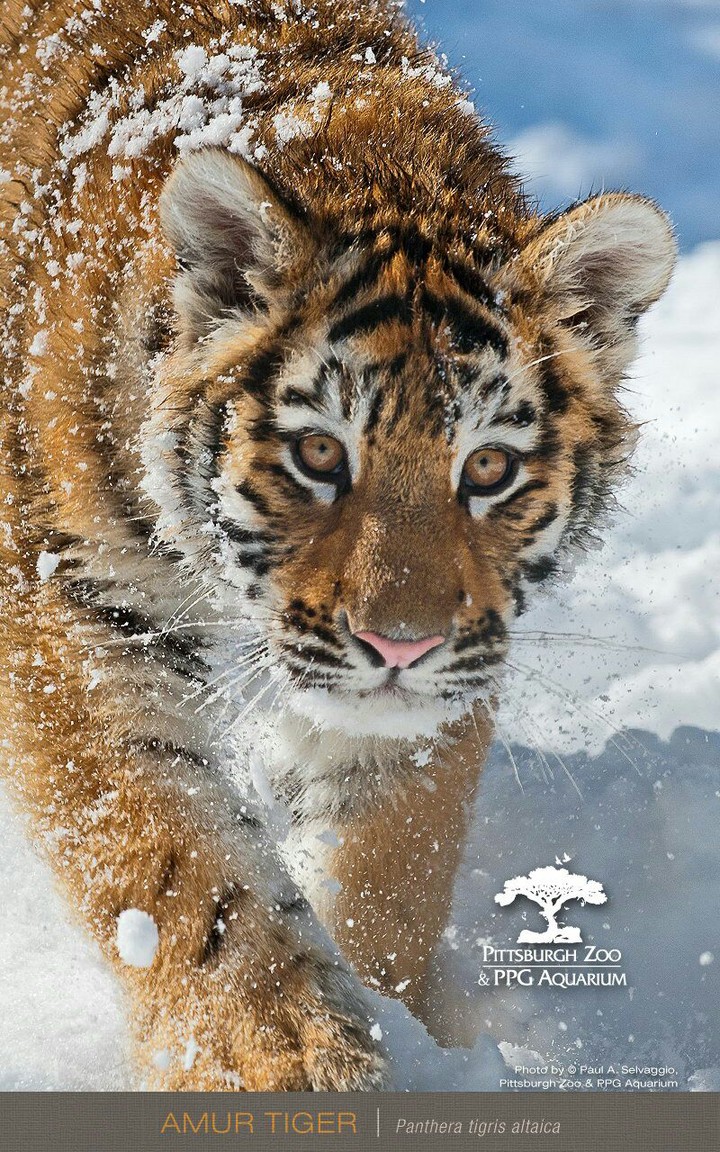 fierce