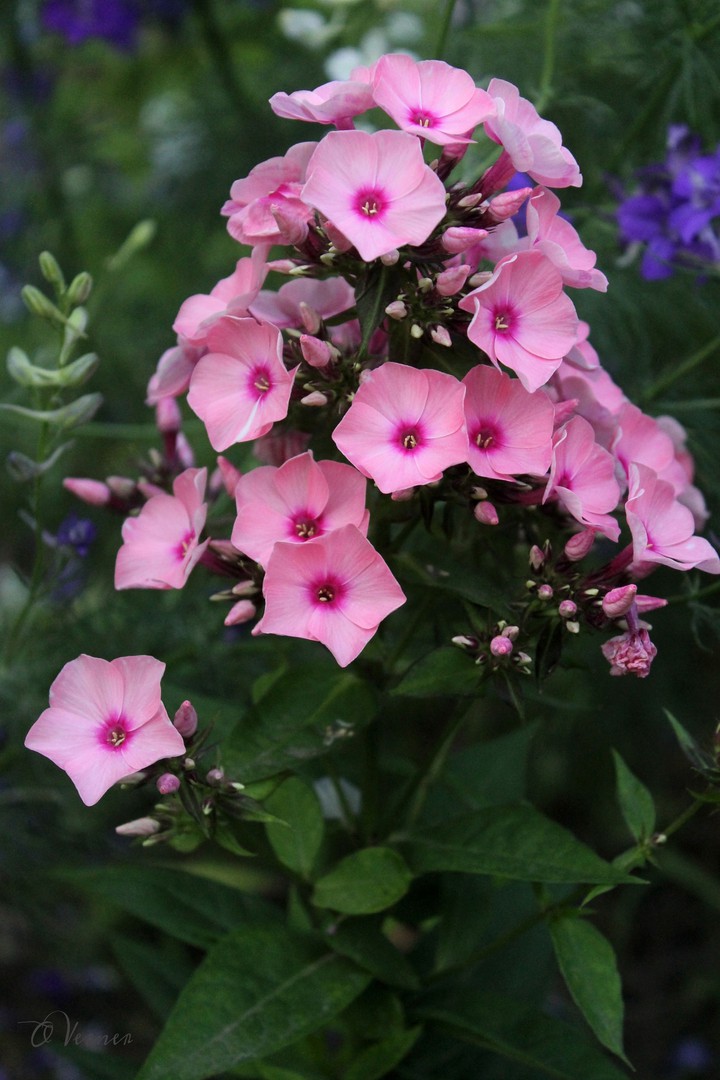 O.V. ❇️❤️❇️ my flowers