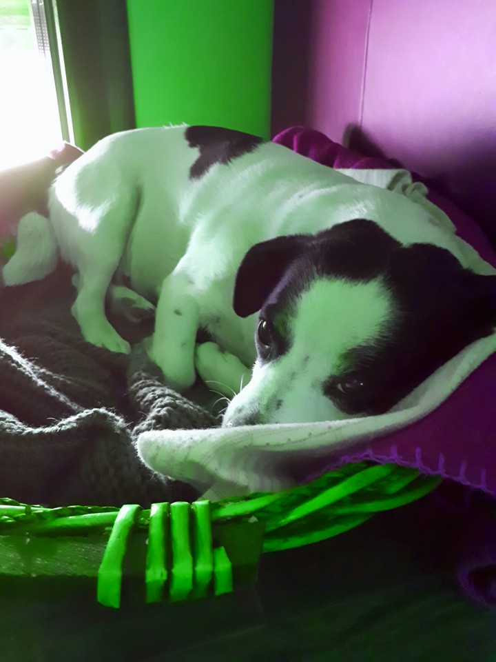Sleeping dog