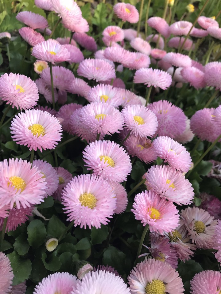 flowerslover