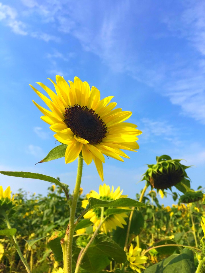 flower