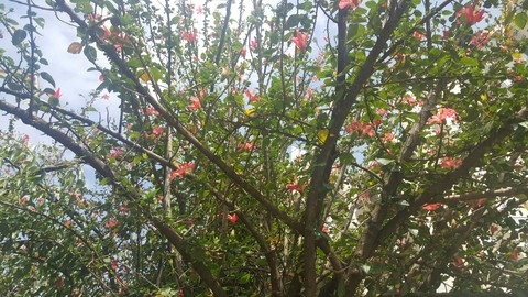 Spring