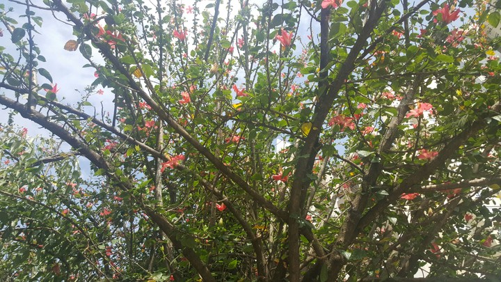 Spring