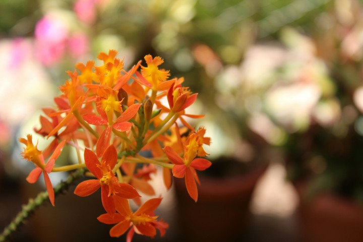 orange flower