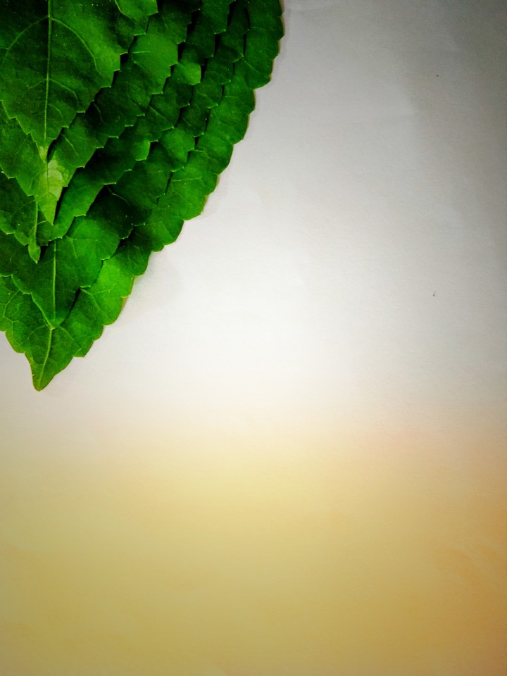 fresh leafs