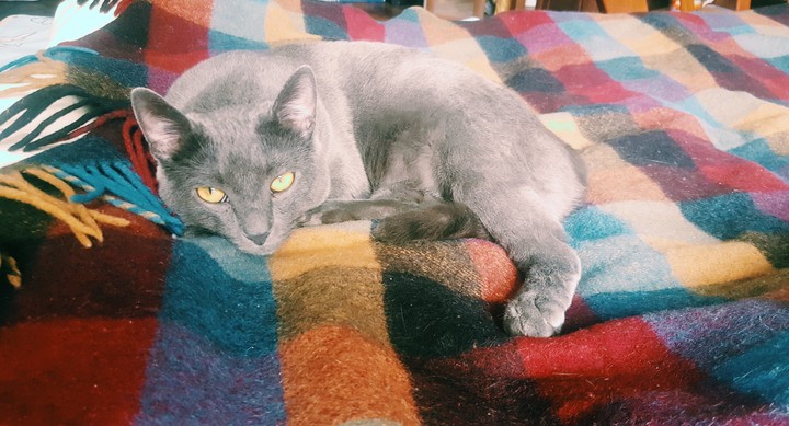cat on the blanket