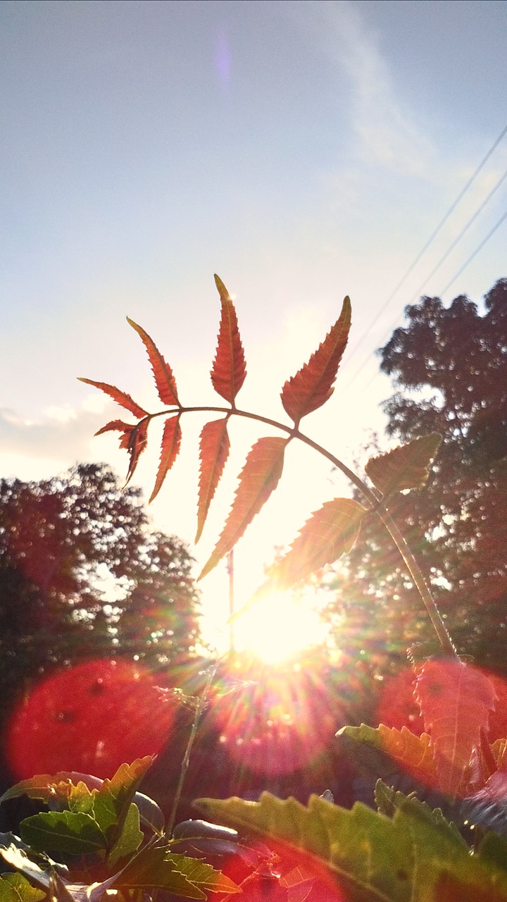 Shiny leaves