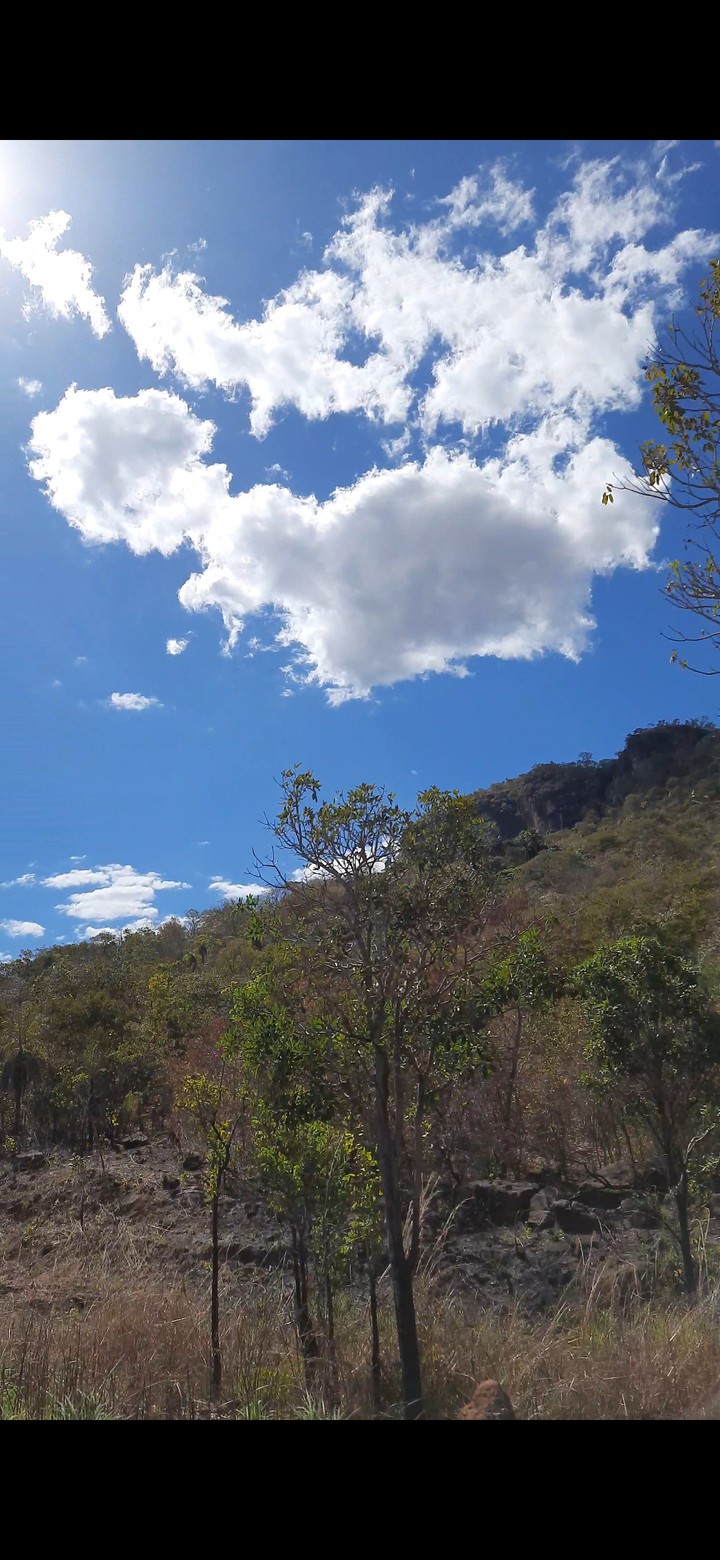 Cerrado