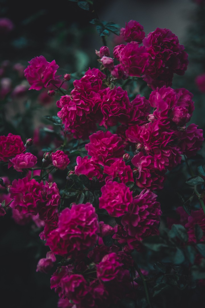 red flowered garden plant