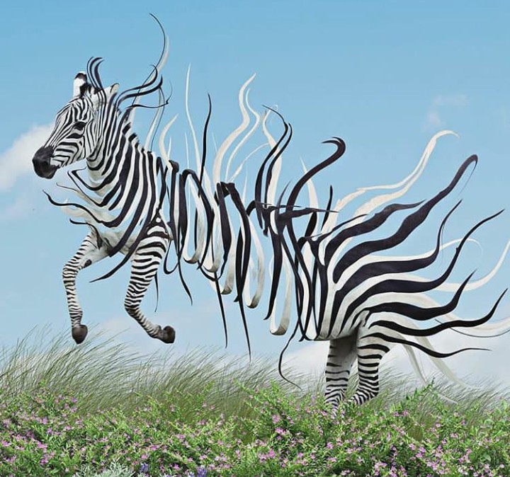 art pic of zebra