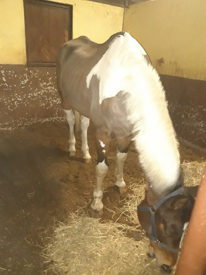 equitazione