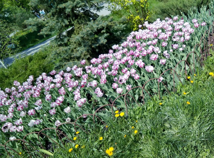 flowers sun summer flowers