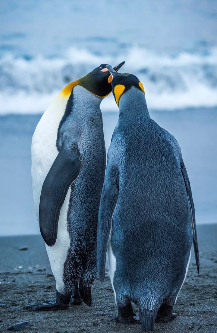 Antarctica
