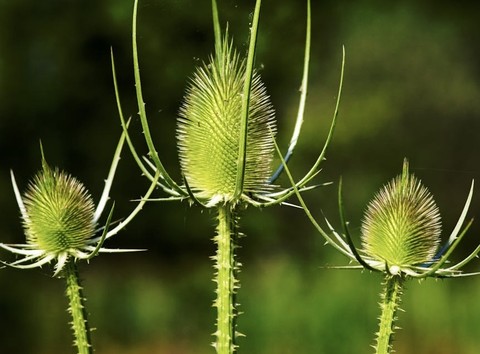 wildflower, teasel वॉलपेपर