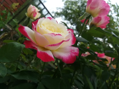 Rose