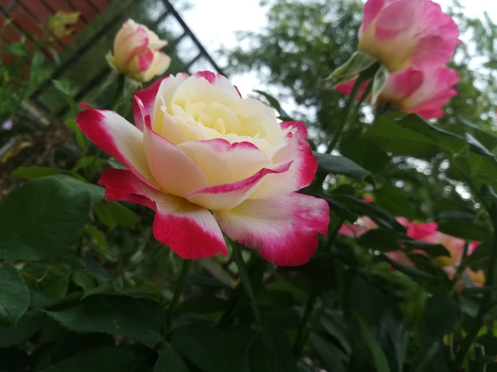 Rose