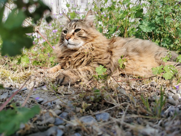 chat