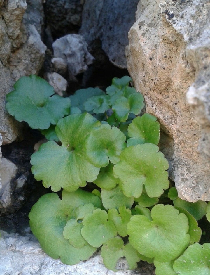 rock & plant