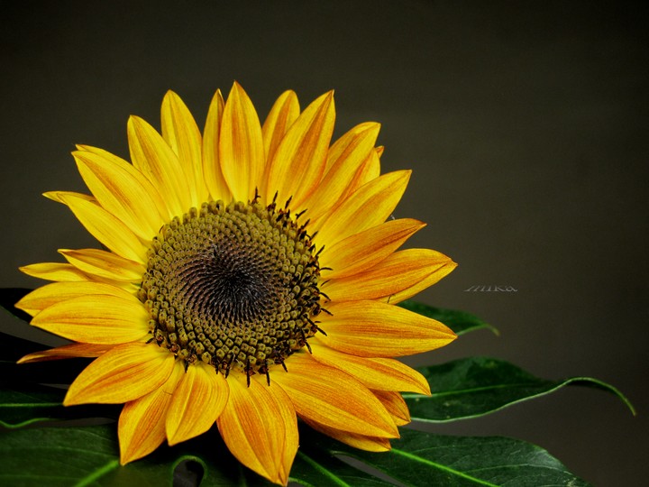 《向日葵》 Sunflower