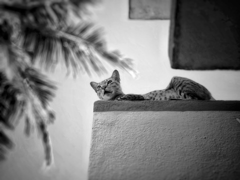 Everyone can be a king to their life whether it is a cat or