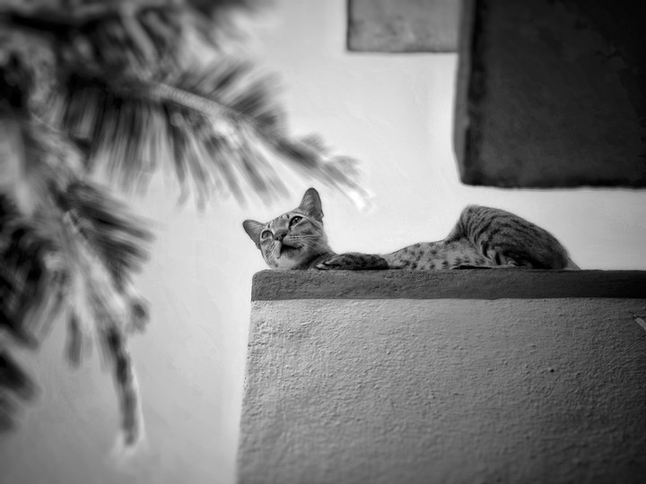 Everyone can be a king to their life whether it is a cat or
