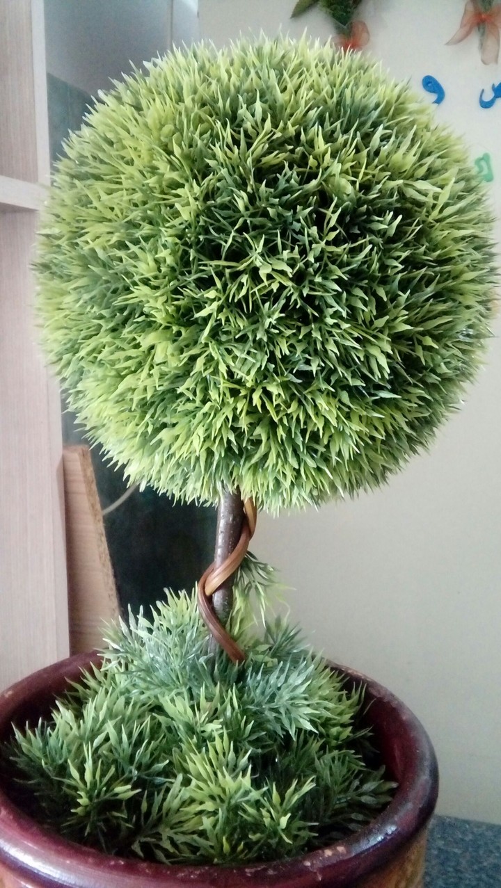 tree