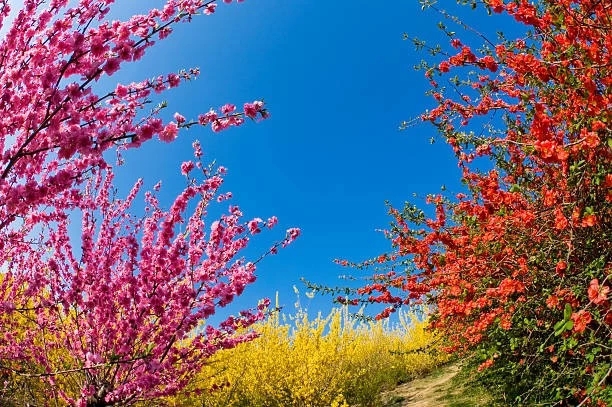 Spring in full blossom