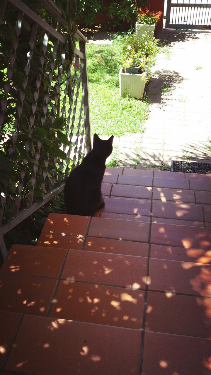 My Black Cat