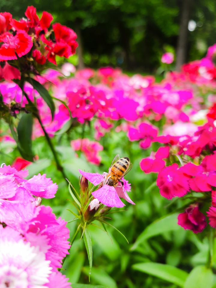 flower_Bee