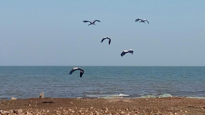 Bird's Flying