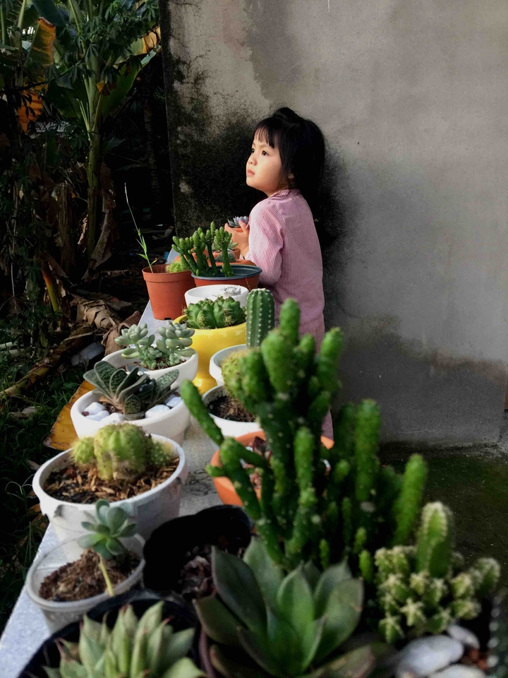 xương rồng